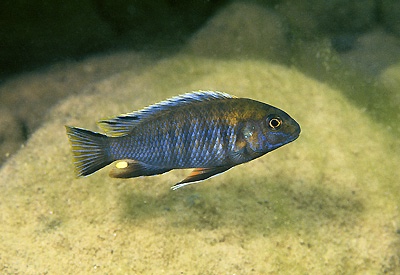 Pseudotropheus lucerna 'Nkhata Bay'